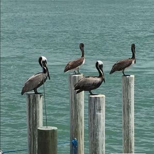 Meet your Posher, Sherice