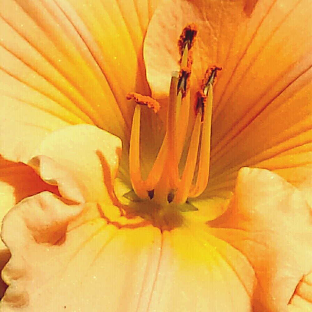 Meet your Posher, Alexis