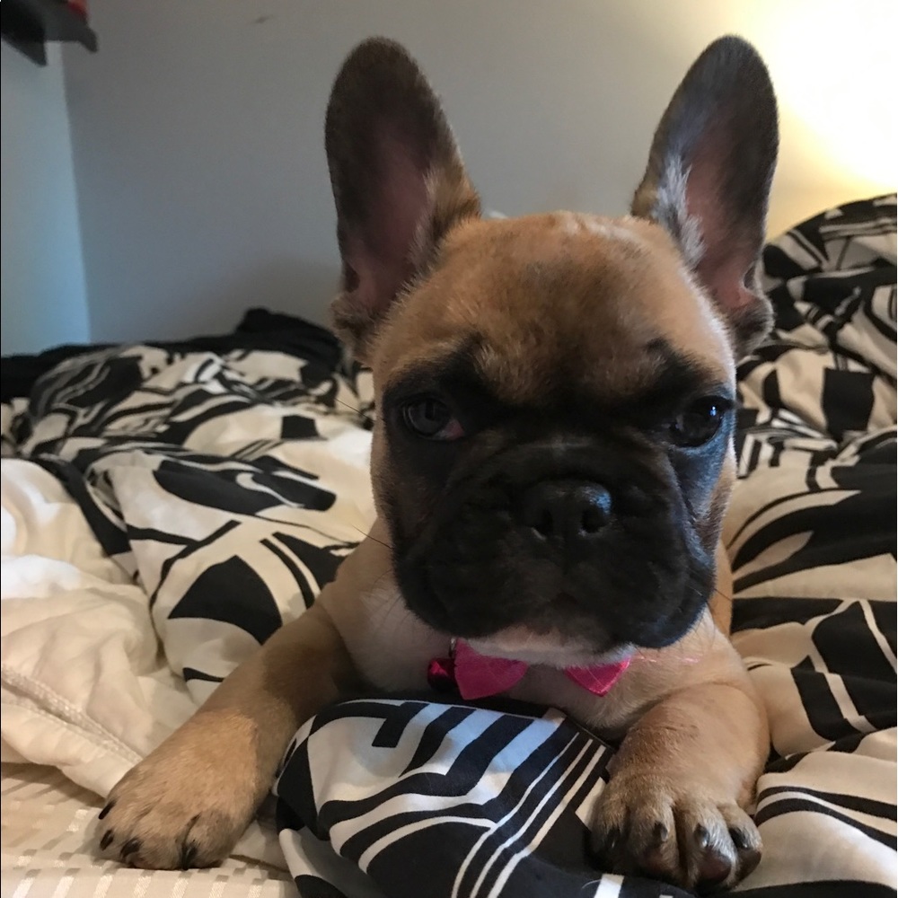 Meet your Posher, Anna