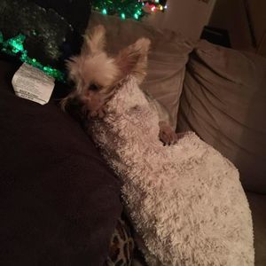 Meet your Posher, Mickey