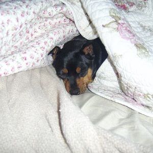 Meet your Posher, Tara