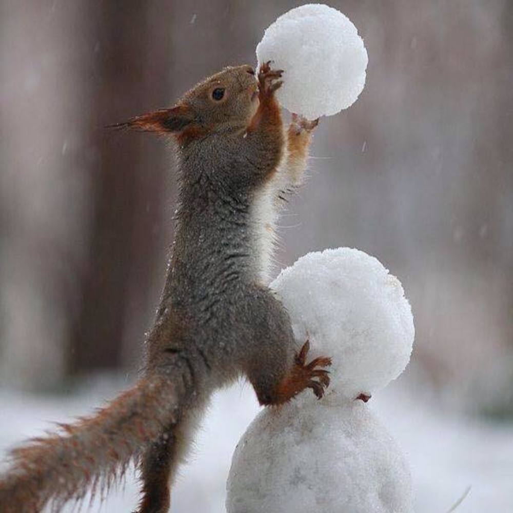 Meet your Posher, Meshelly