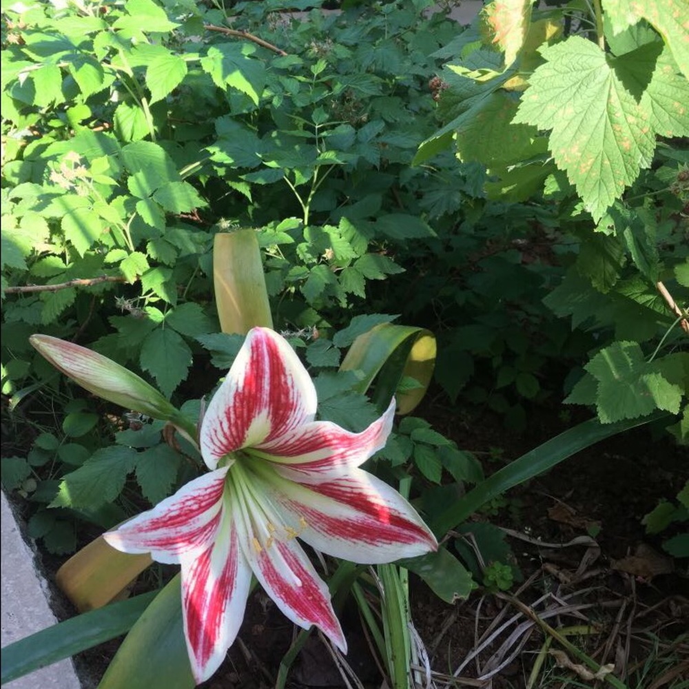 Meet your Posher, Anoud