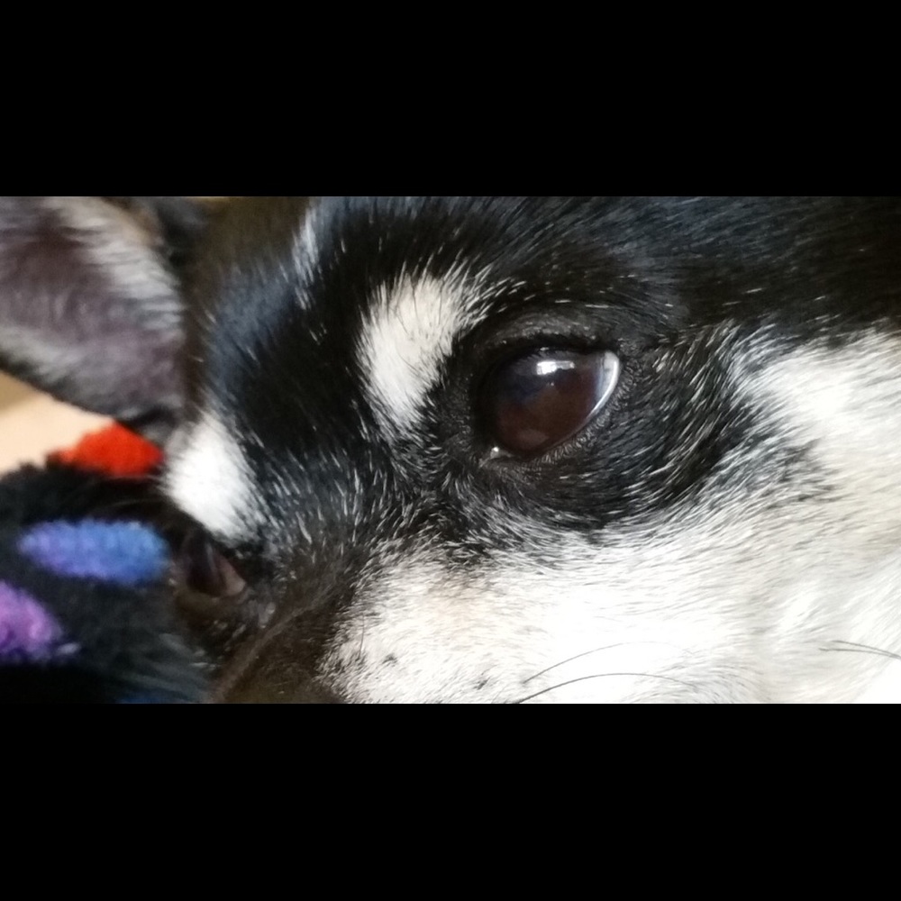 Meet your Posher, Colette