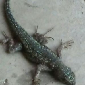 Meet your Posher, Iggie