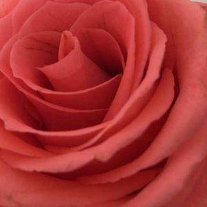 Meet your Posher, Dolah