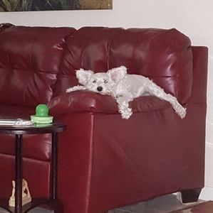 Meet your Posher, Lori