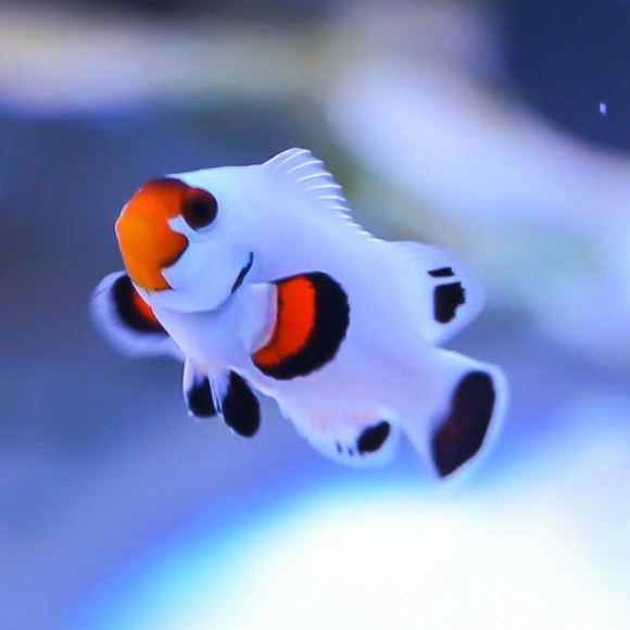 Meet your Posher, Kyle - Picture 2 of 2