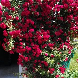 Meet your Posher, Monica