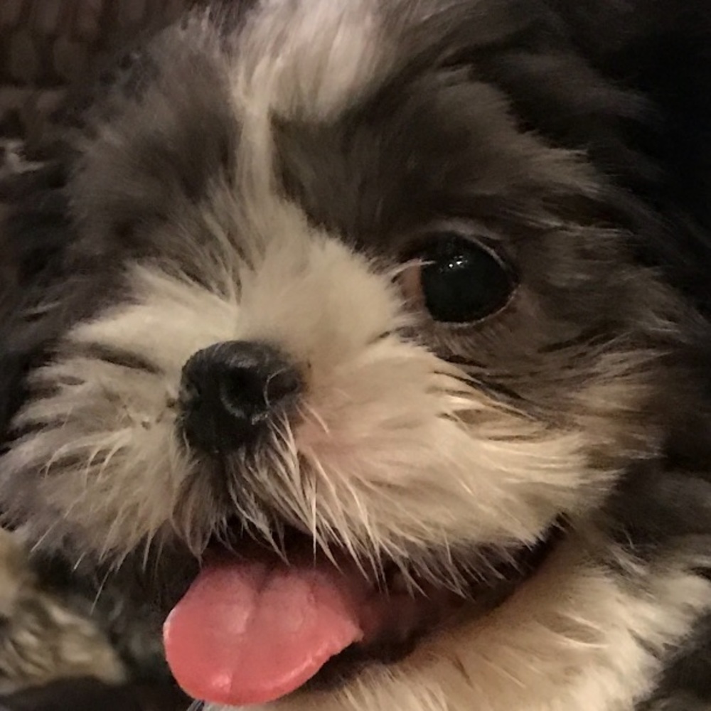 Meet your Posher, Summer