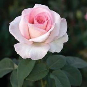 Meet your Posher, Dina