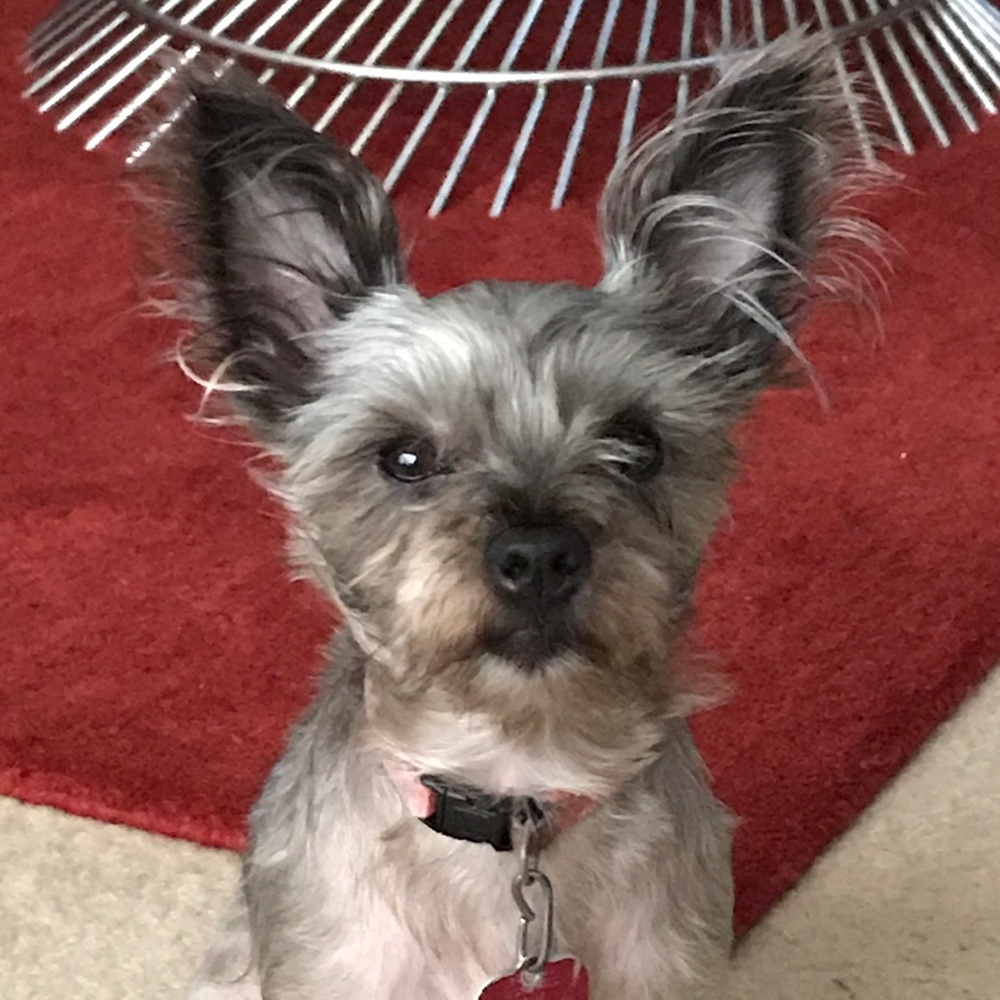 Meet your Posher, Tassi