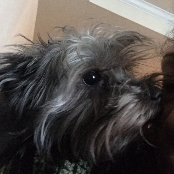 Meet your Posher, Tassi - Picture 3 of 6