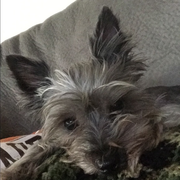 Meet your Posher, Tassi - Picture 2 of 6