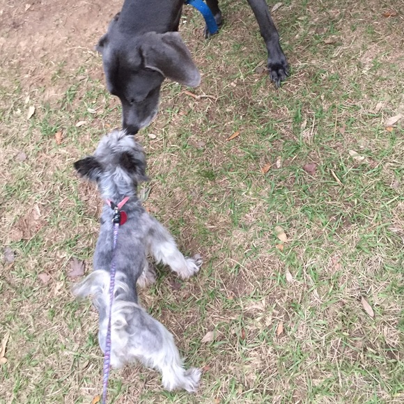 Meet your Posher, Tassi - Picture 4 of 6