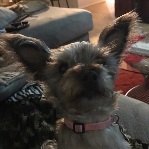 Meet your Posher, Tassi - Picture 6 of 6