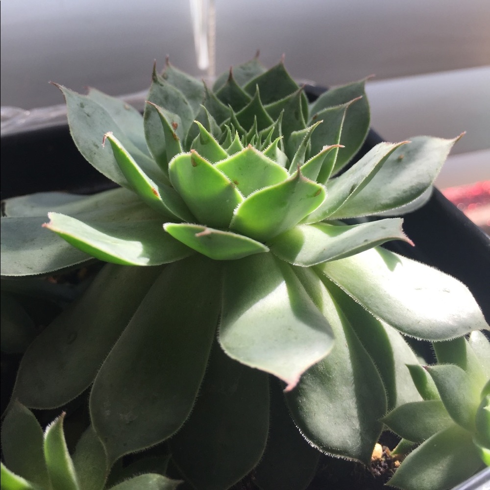 Meet your Posher, Patricia