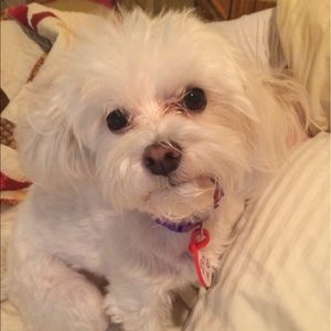 Meet your Posher, Laurel