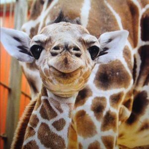 Meet your Posher, Donna