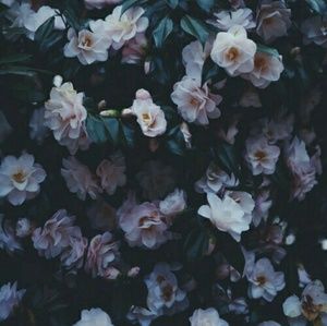 Meet your Posher, Triela