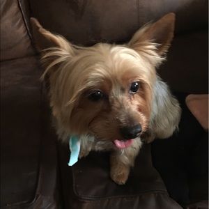 Meet your Posher, Diana