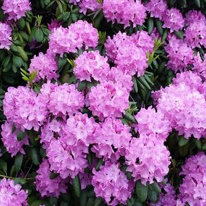 Meet your Posher, Ayse