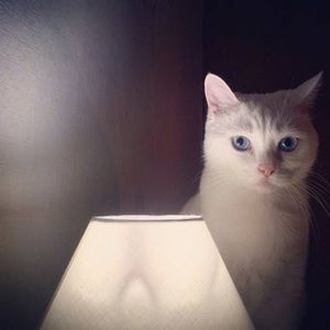 Meet your Posher, Lin