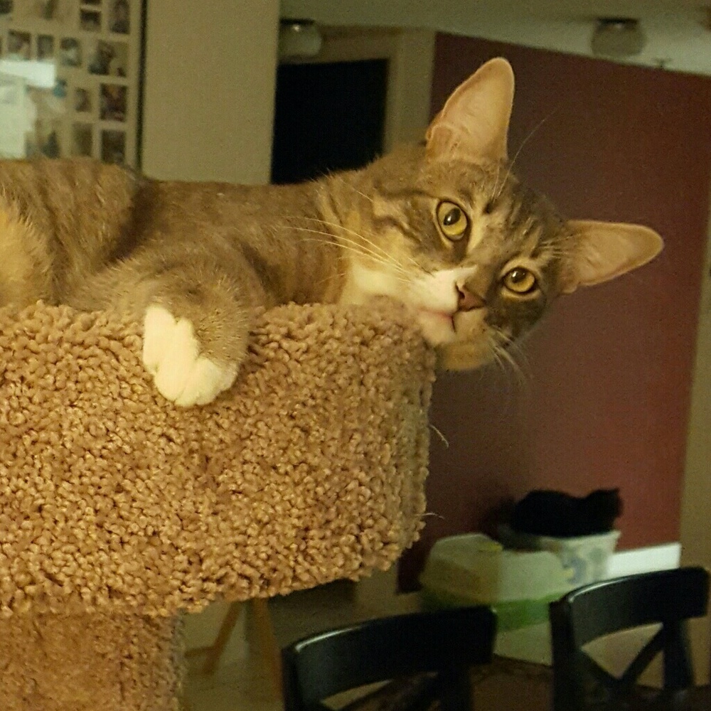 Meet your Posher, April