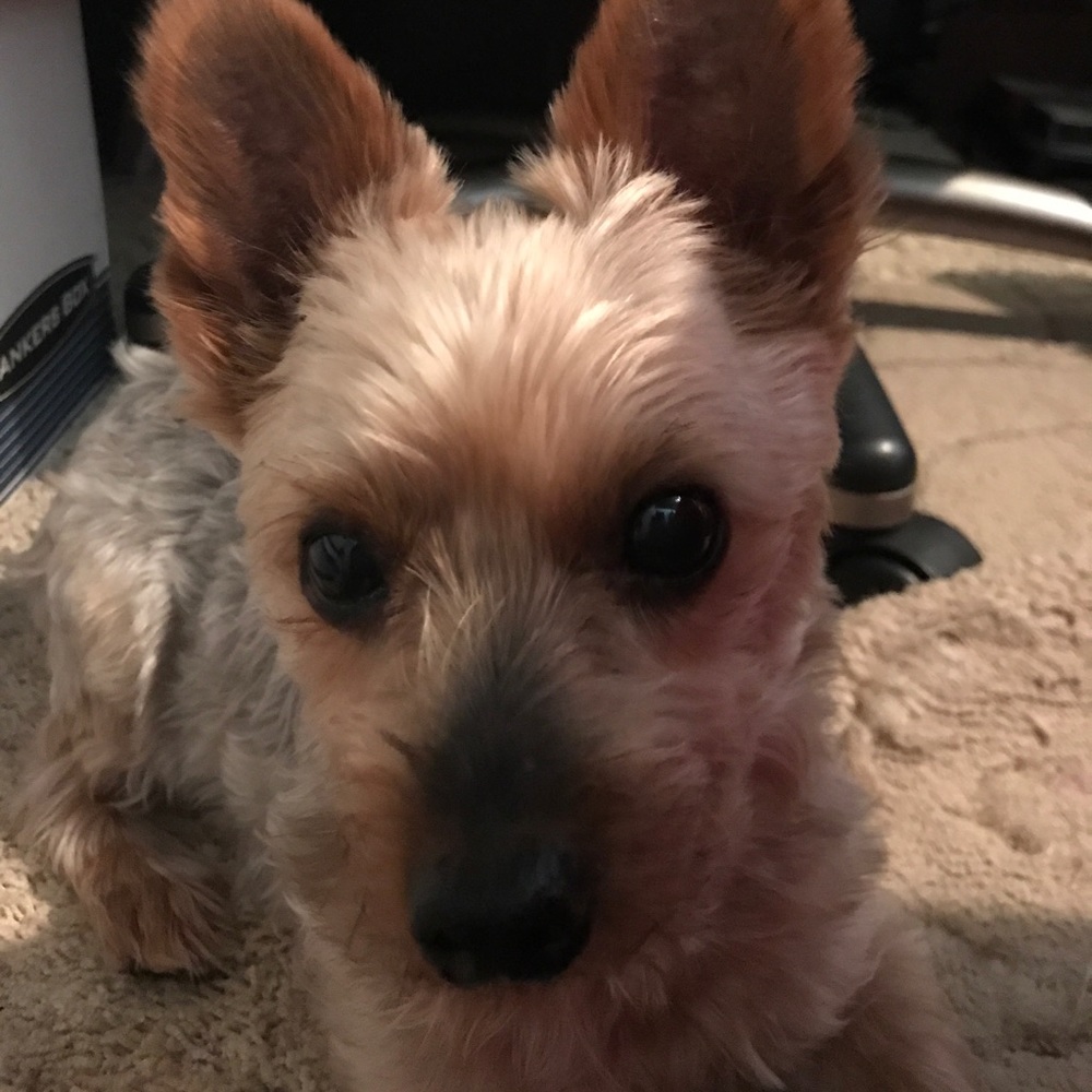 Meet your Posher, Lele