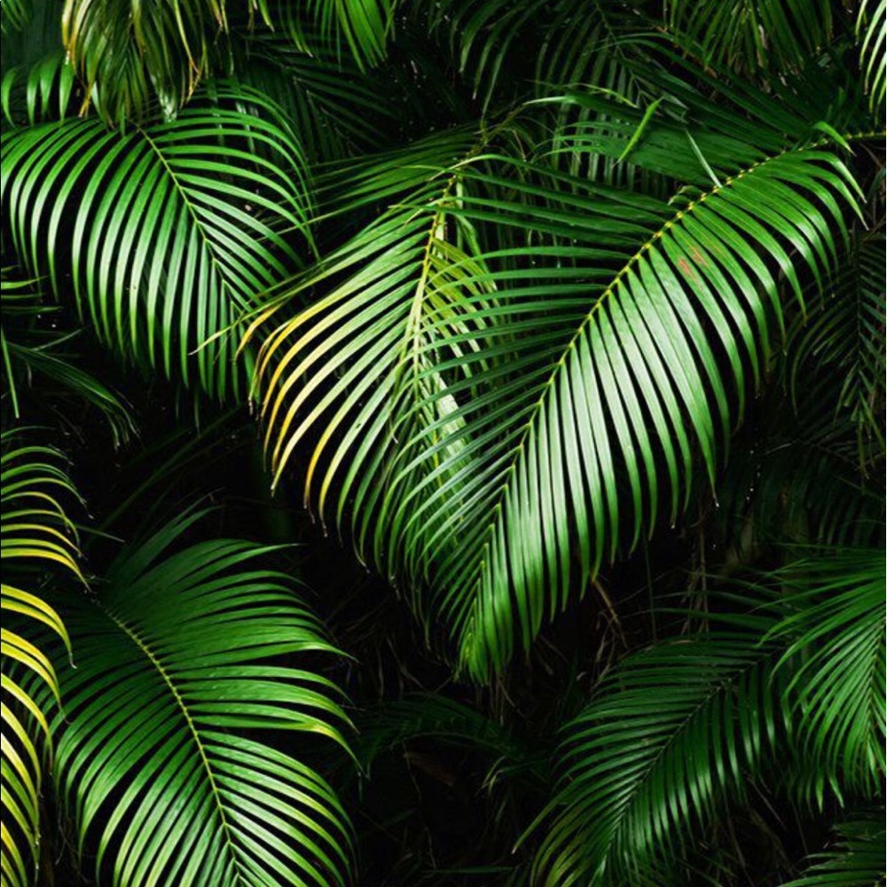 Meet your Posher, Aaliyah