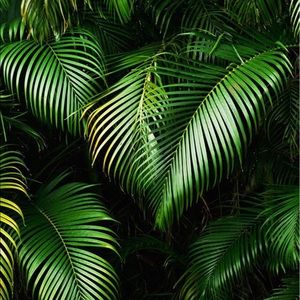 Meet your Posher, Aaliyah