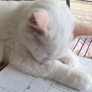 Meet your Posher, Corrie