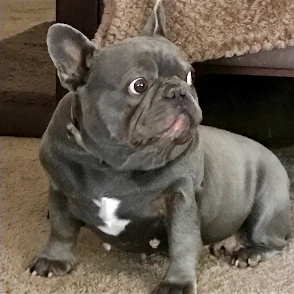 Meet your Posher, Penelope