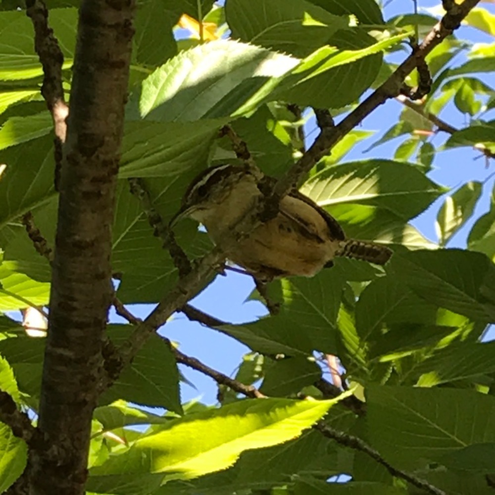 Meet your Posher, Virginia