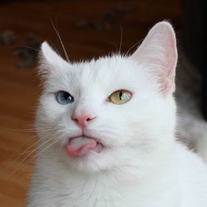 Meet your Posher, Amethyst