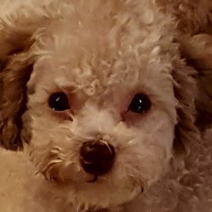 Meet your Posher, Dawn