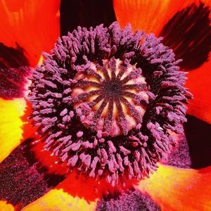 Meet your Posher, Kylie