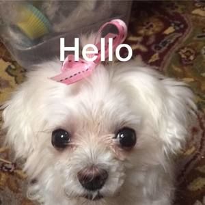 Meet your Posher, Josephine