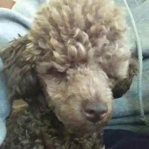 Meet your Posher, Patty