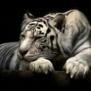 Meet your Posher, Barb