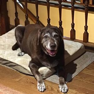 Meet your Posher, Julie