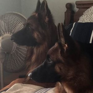 Meet your Posher, Susan