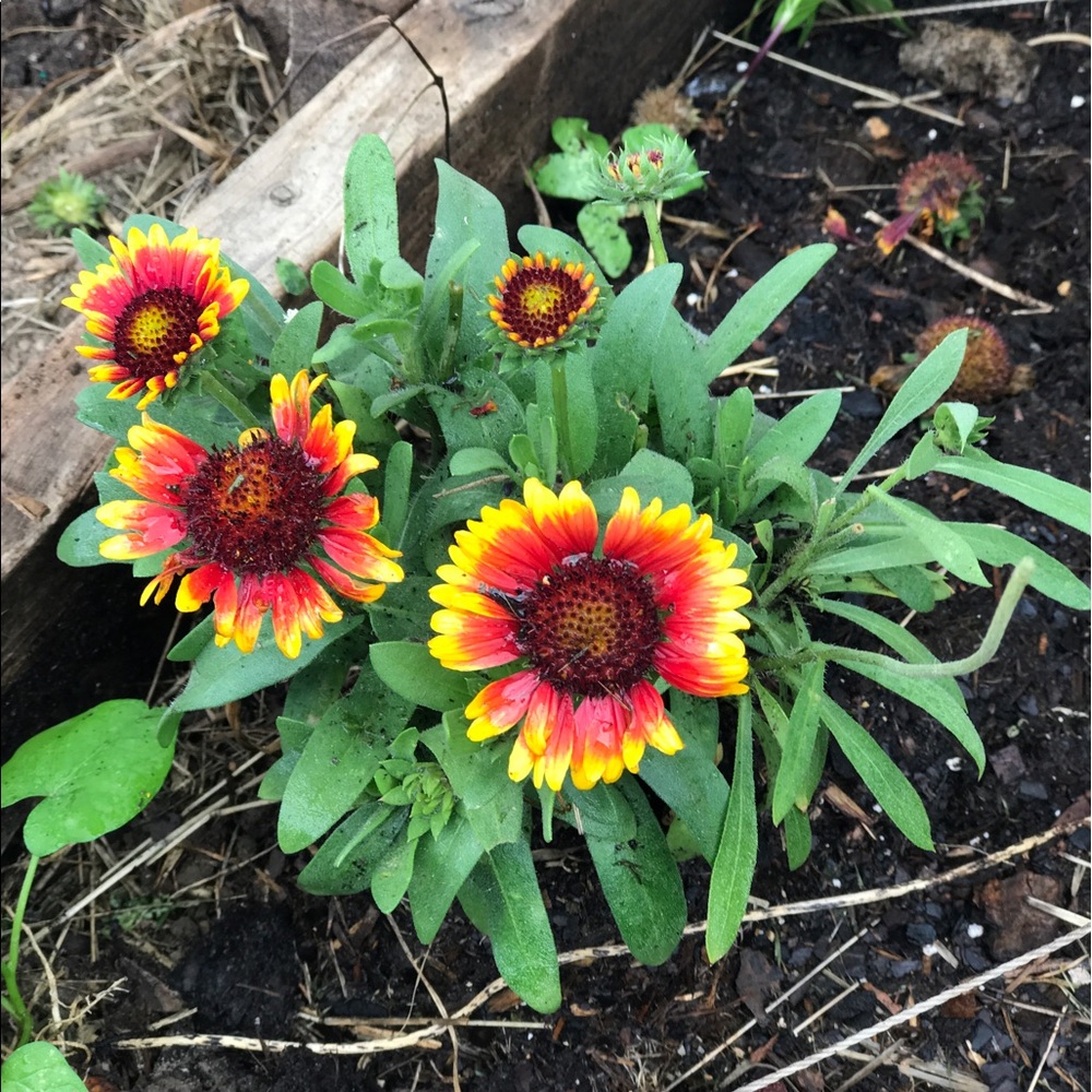 Meet your Posher, Ashleu