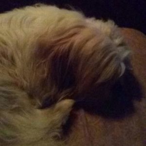 Meet your Posher, Torre