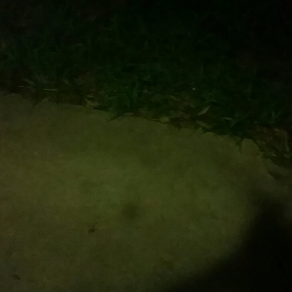 Meet your Posher, Ann