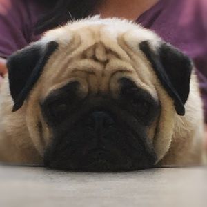 Meet your Posher, Shyla