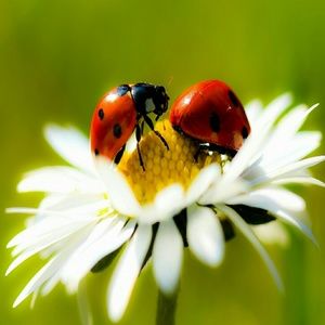 Meet your Posher, Alice