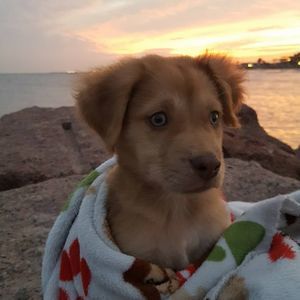 Meet your Posher, Noe