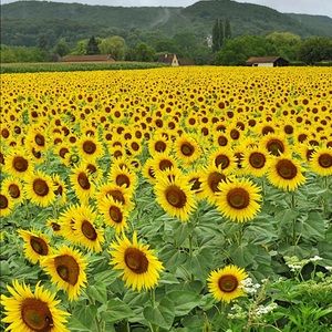 Meet your Posher, Yolanda