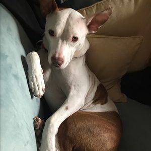 Meet your Posher, Lindsay